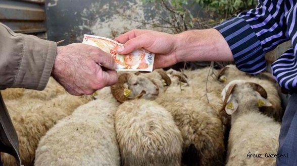 Kurbanlık Koyun Fiyatları Ortalama 3 Bin TL