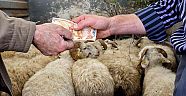 Kurbanlık Koyun Fiyatları Ortalama 3 Bin TL